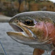March Trout Madness 2018