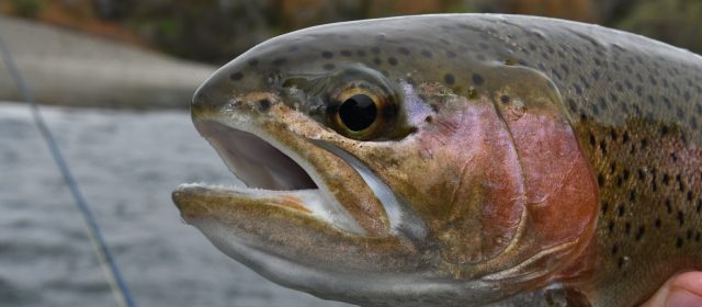 March Trout Madness 2018